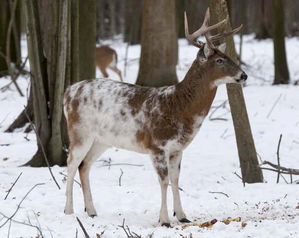 Kış ayarında boynuz Buck — Stok fotoğraf