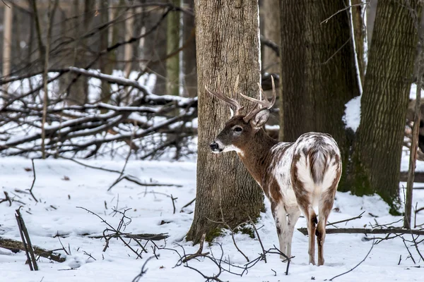 Piebald Buck In Winter Setting — Stock Photo, Image