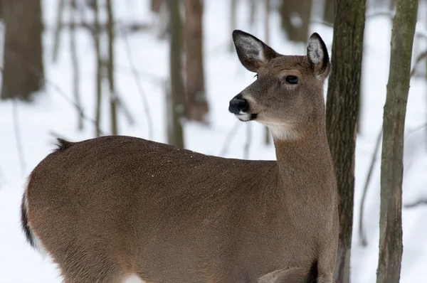 Woodland Winter Deer — Stock Photo, Image