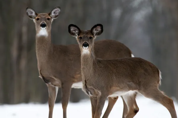 Woodland kış geyik — Stok fotoğraf