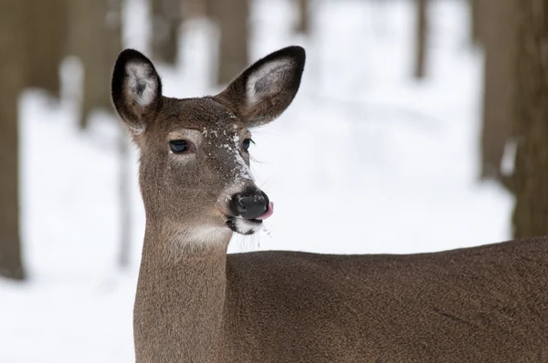 Woodland Winter herten — Stockfoto