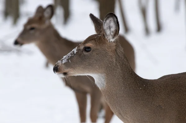 Woodland kış geyik — Stok fotoğraf