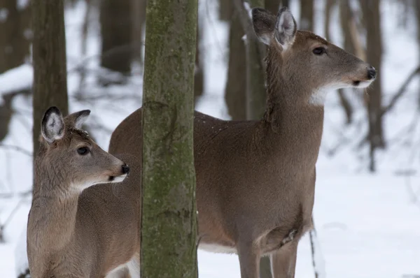 林地冬季鹿 — 图库照片