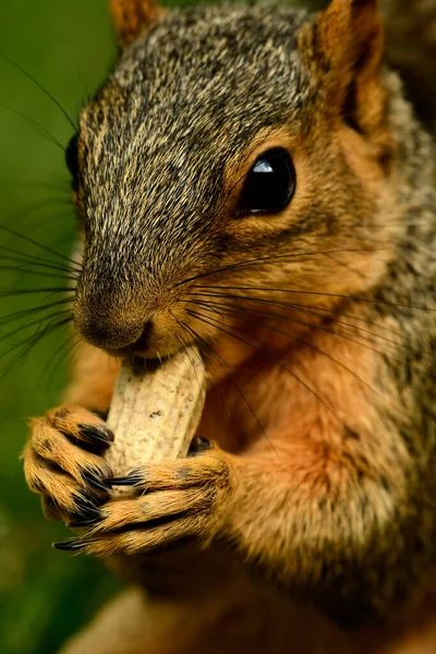 Ein Eichhörnchen Das Eine Erdnuss Isst — Stockfoto