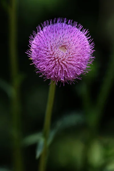 Thistle Full Bloom — Stock Photo, Image