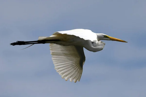 Witte Zilverreiger Tijdens Vlucht — Stockfoto