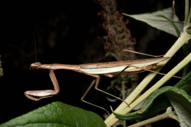 peygamber devesi üzerinde yaprak yeşil