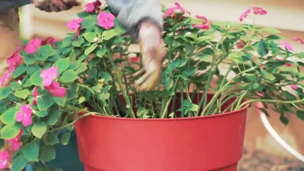 Vrouw Met Handschoen Die Bloemen Uit Een Grote Bloempot Trekt — Stockvideo