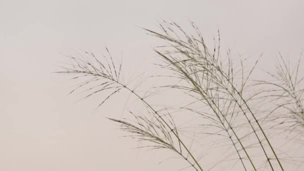 Abstract Clip Tall Grass Slight Breeze High Quality Footage Shot — Stock Video