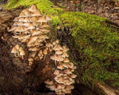 Ormanda bir kütükte büyüyen tanımlanamayan mantarlar. Sonbaharda yüksek kaliteli fotoğraf