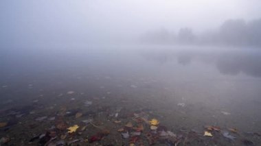 Güz yapraklarının yüzdüğü bir göletin yakın çekim hızlandırılmış hali. New England 'da sisli bir sabahta çekilen yüksek kaliteli 4K görüntüler..