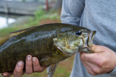 Bas, elleri kirli balıkçılar tarafından tutuluyor. Mavi yakalı bir işçinin yakaladığı bir bas gitarı tutarken yüksek kaliteli fotoğrafı.. 