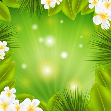 ile frangipani ve sunburst
