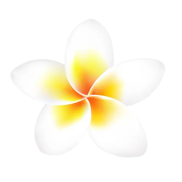 Izole frangipani çiçek — Stok Vektör