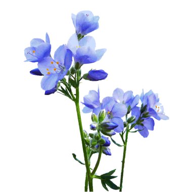 Mavi suluboya çiçek