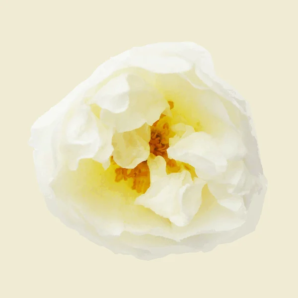 Rose pastel — Image vectorielle
