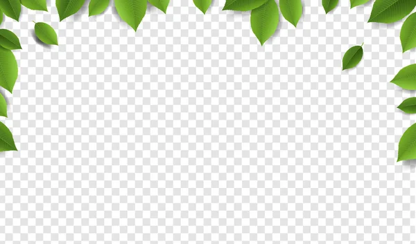 Şeffaf Arkaplan ile Yeşil Yapraklar Çerçevesi — Stok Vektör