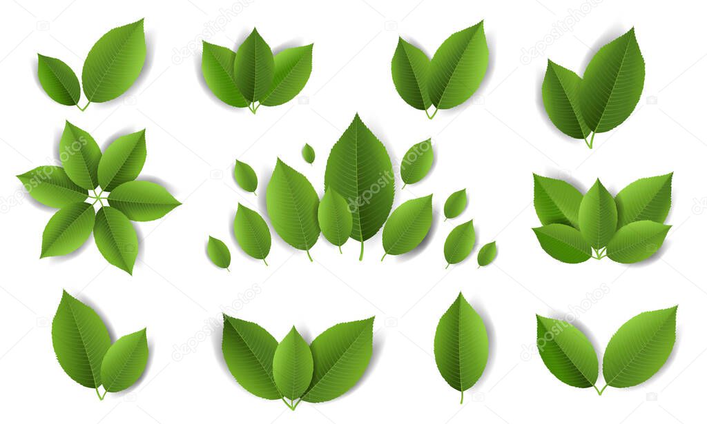 Green Leaves Set And White Background