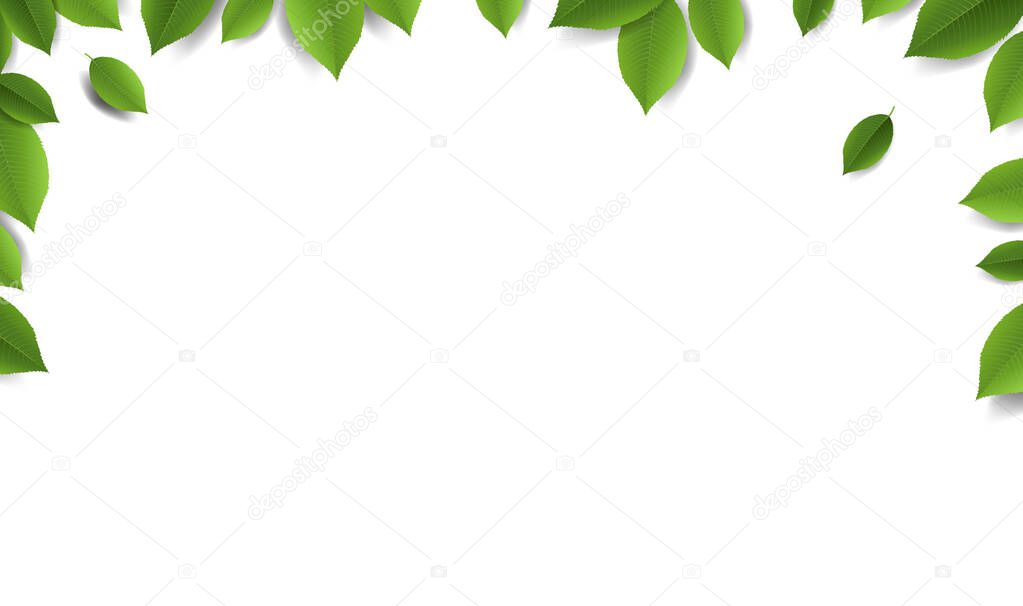 Green Leaves Frame With White Background