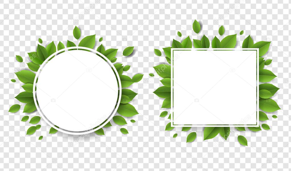 Green Leaves With White Banners Transparent Background