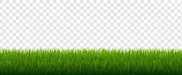 Green Grass Isolated Transparent Background — Stock Vector