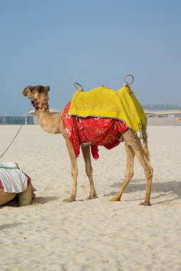 jumeirah beach deveye
