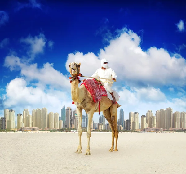 Camel op dubai marina beach — Stockfoto