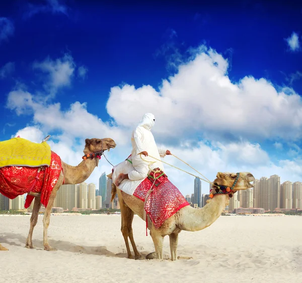 Camel op dubai marina — Stockfoto