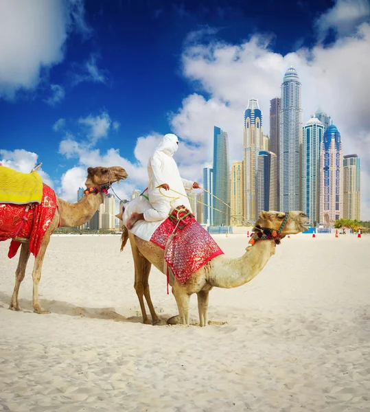 Camel on Dubai Marina Beach — Stock Photo, Image