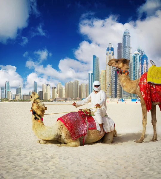 Camel na praia de Dubai — Fotografia de Stock