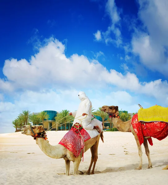 Верблюд на пляже острова Дубай — стоковое фото