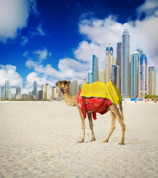 Camel em Dubai Marina — Fotografia de Stock
