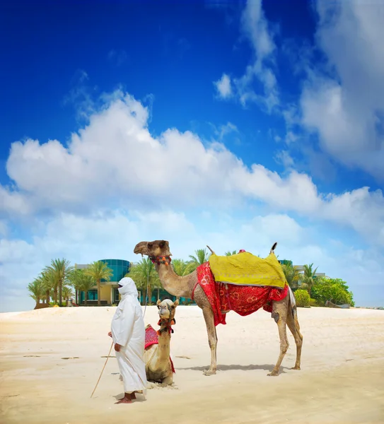 Верблюд на пляже острова Дубай — стоковое фото