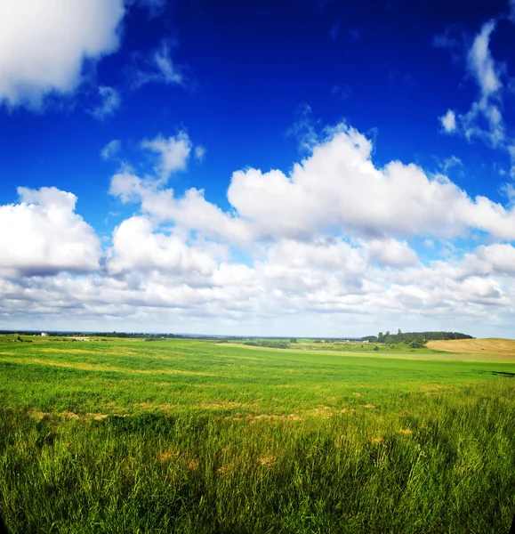 Fondo del Campo Verde, Lituania — Foto de Stock