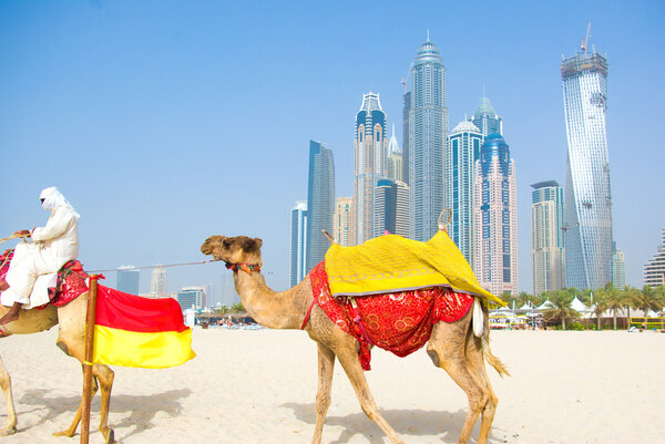 Camel on Dubai Beach