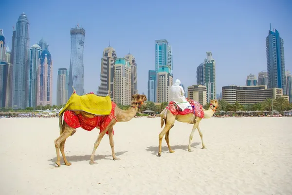 Dubai wielbłąda na miasto scape backround, — Zdjęcie stockowe