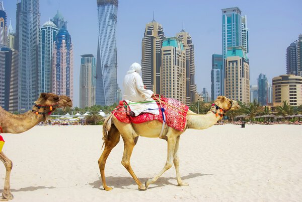 Dubai Camel on the town scape backround