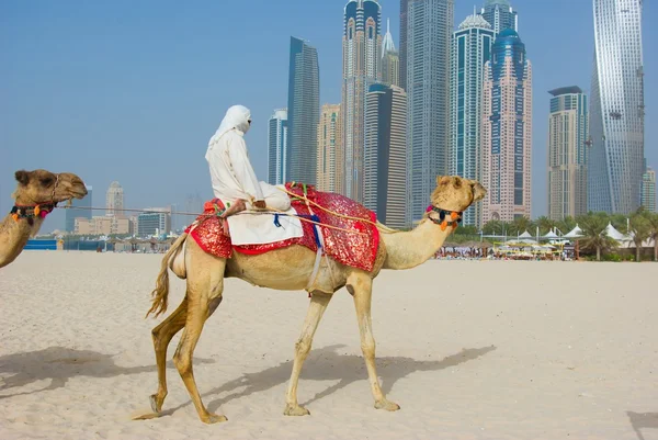 Dubai wielbłąda na miasto scape backround, — Zdjęcie stockowe