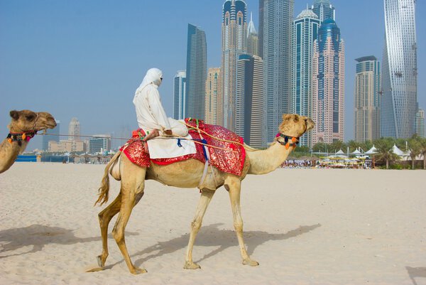 Dubai Camel on the town scape backround,