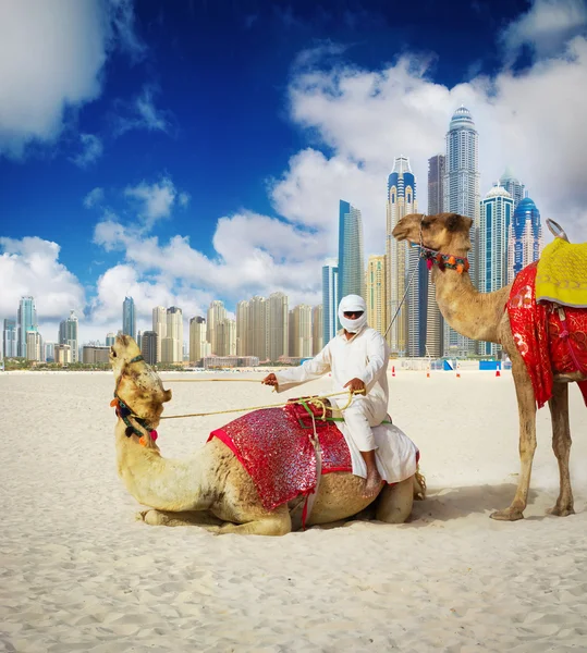 두바이 해변에서 낙 타 스톡 사진