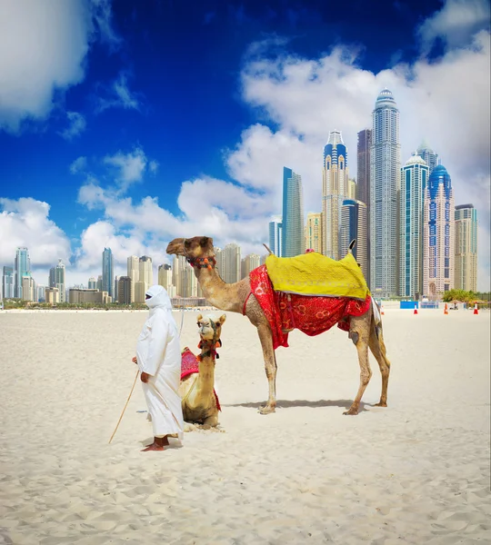 На пляжі Дубаї верблюд Стокова Картинка