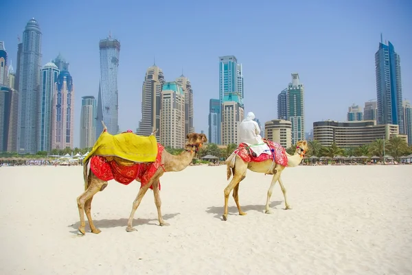 Dubai wielbłąda na miasto scape backround, Zdjęcie Stockowe