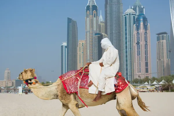 Καμήλα στην παραλία στο Ντουμπάι σε αστική περιοχή Royalty Free Εικόνες Αρχείου