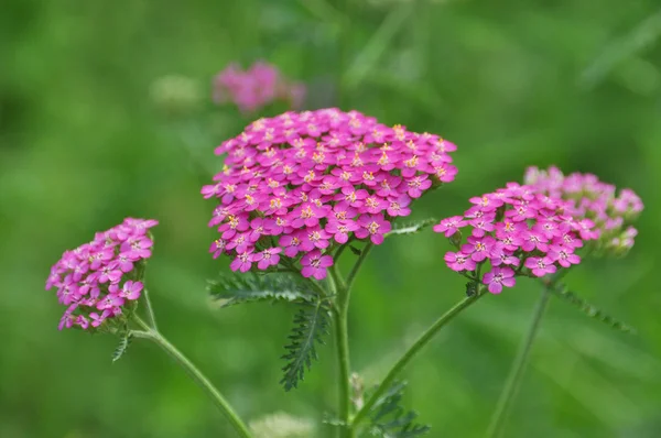 civanperçemi çiçekleri