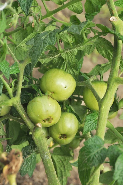 Tomates verdes em arbustos — Fotografia de Stock
