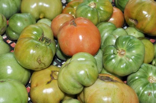 Unripe tomatoes — Stock Photo, Image