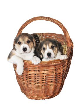 Sepette iki köpek yavrusu