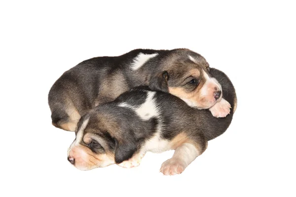 Dos cachorros — Foto de Stock