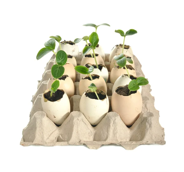 Fidan diken salatalık