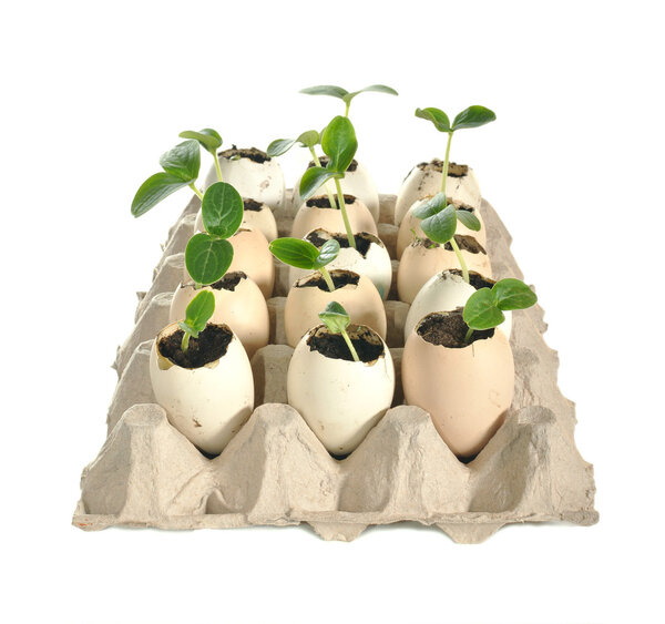 Саженцы огурцов в скорлупе яиц
